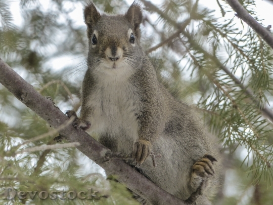 Devostock Squirrel Animal Forest Branch 1