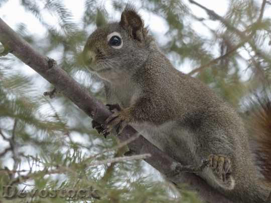 Devostock Squirrel Animal Forest Branch 2