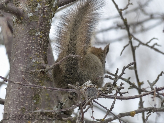 Devostock Squirrel Animal Forest Branch 3