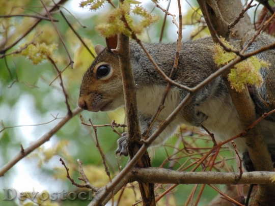 Devostock Squirrel Animal Forest Branch