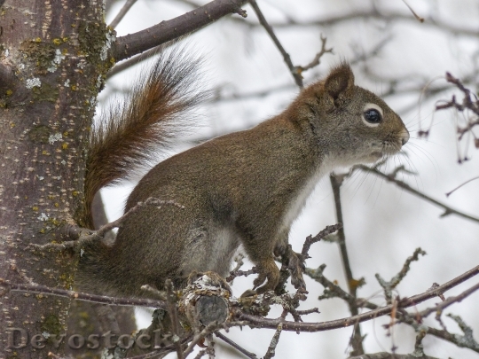 Devostock Squirrel Animal Forest Branch 6