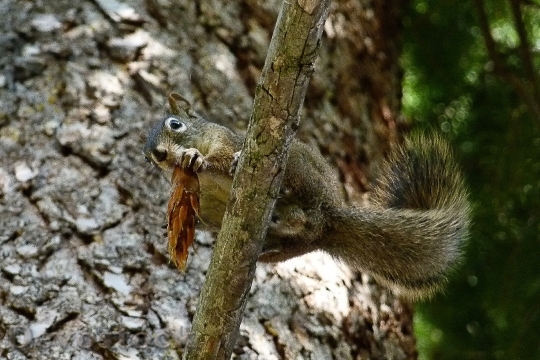 Devostock Squirrel Animal Forest Branch 9