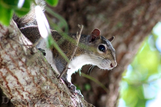 Devostock Squirrel Animal Forest Mammal