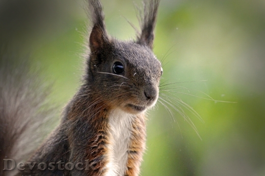 Devostock Squirrel Animal Fur Nature