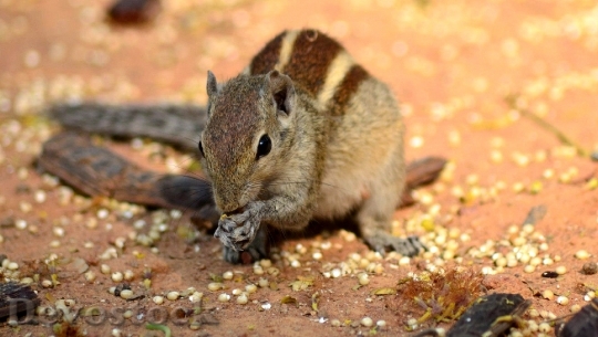 Devostock Squirrel Animal Indian Animal