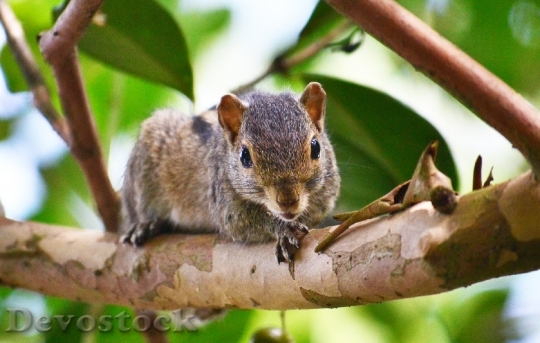 Devostock Squirrel Animal Mamal Pest