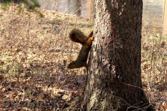 Devostock Squirrel Animal Nature 1290145