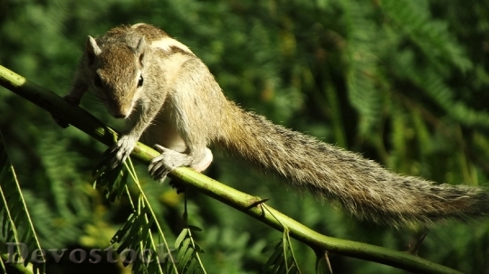 Devostock Squirrel Animal Nature Cute