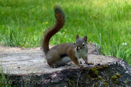 Devostock Squirrel Animal Nature Rodent