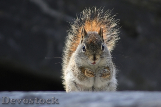 Devostock Squirrel Animal Nature Wild