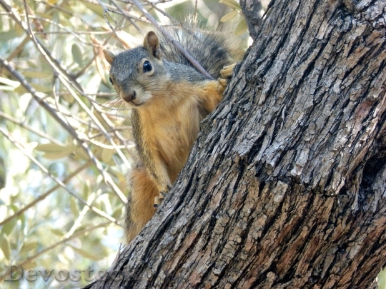 Devostock Squirrel Animal Nature Wildlife 0