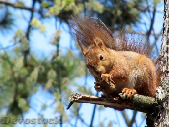 Devostock Squirrel Animal Park 264954