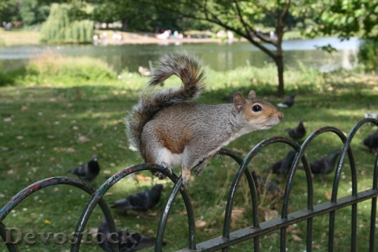 Devostock Squirrel Animal Park Nature 0
