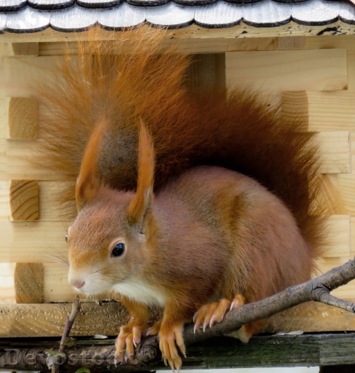 Devostock Squirrel Animal Rodent 1288801