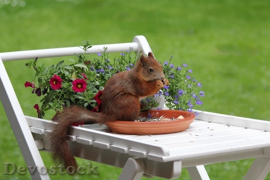 Devostock Squirrel Animal Spring Meal