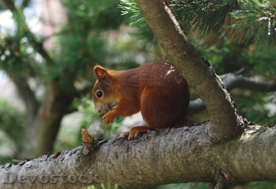 Devostock Squirrel Animal Tree Mammal