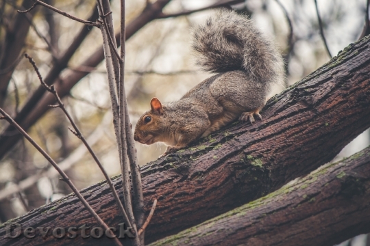 Devostock Squirrel Animal Trees Branches