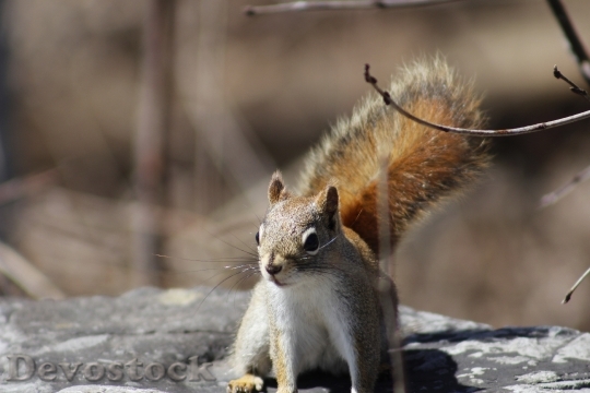 Devostock Squirrel Animal Wild 379203