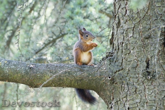 Devostock Squirrel Animal Wild Nature 0