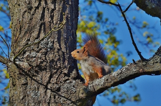 Devostock Squirrel Animal Wild Nature 1