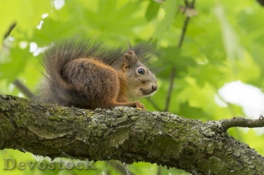 Devostock Squirrel Animal Wild Nature