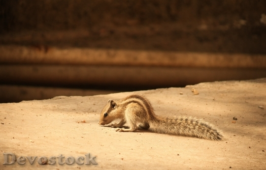 Devostock Squirrel Animal Wildlife Mammal