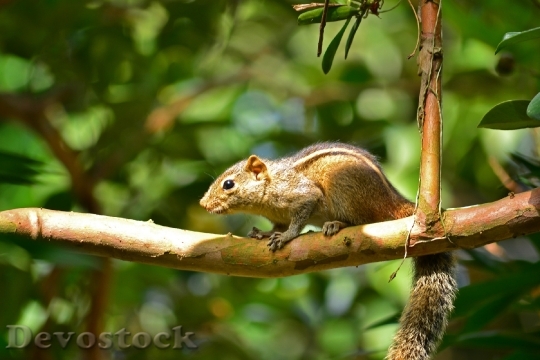 Devostock Squirrel Animal Wildlife Nature 0