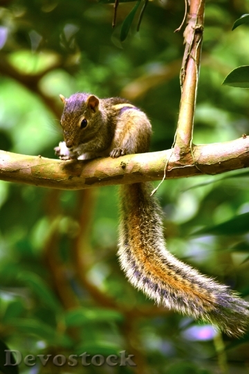 Devostock Squirrel Animal Wildlife Nature 1