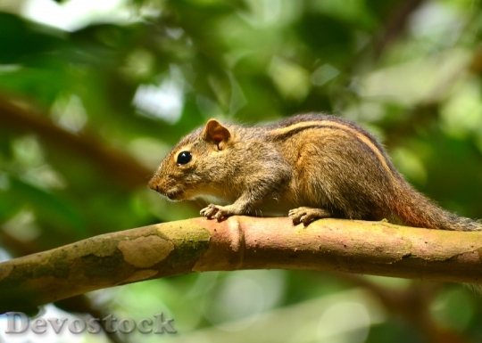 Devostock Squirrel Animal Wildlife Nature 2