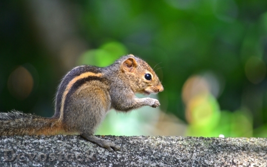 Devostock Squirrel Animal Wildlife Nature