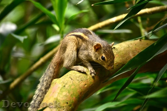 Devostock Squirrel Animal Wildlife Nature 4
