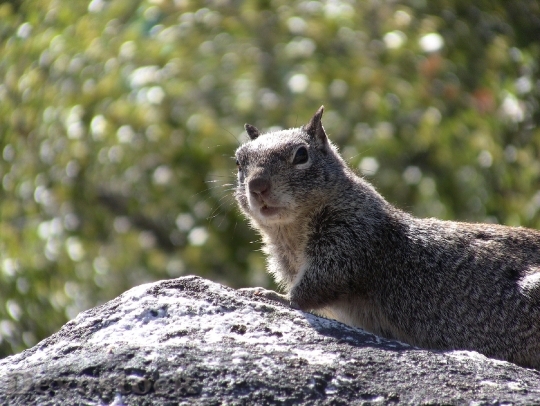 Devostock Squirrel Animal Wildlife Wild