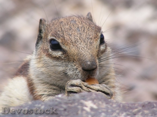 Devostock Squirrel Animals Nature Natural