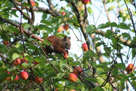 Devostock Squirrel Apricot Wood 1060506