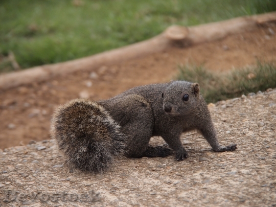 Devostock Squirrel Azole Animal Mammals