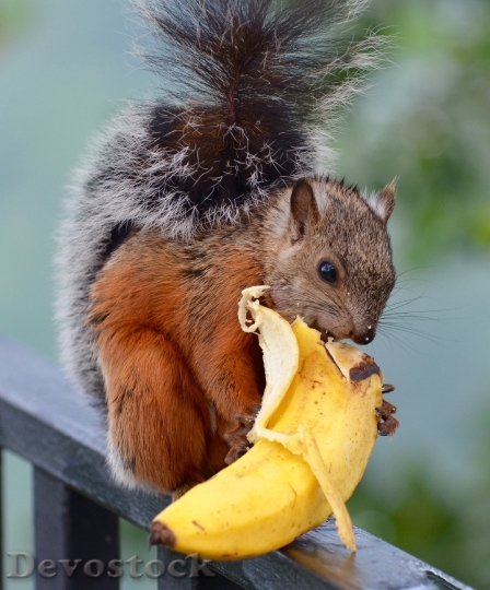 Devostock Squirrel Banana Wildlife Mammal
