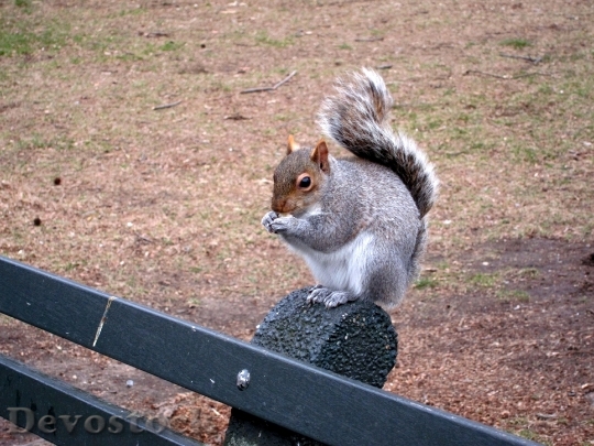 Devostock Squirrel Bench Central Park