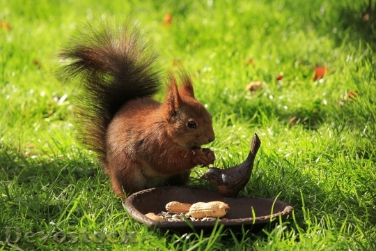 Devostock Squirrel Brown Garden Eat