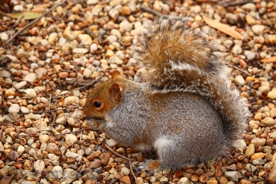 Devostock Squirrel Brown Wildlife Mammal