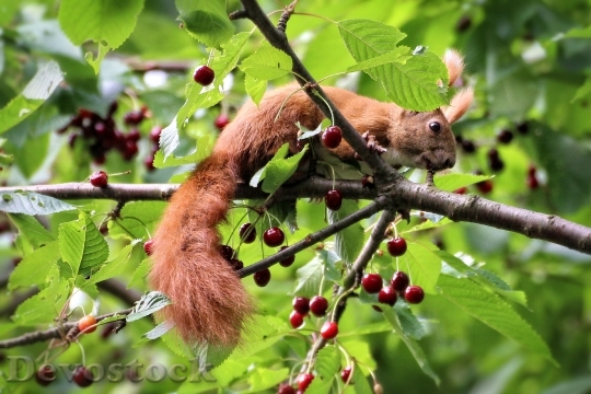 Devostock Squirrel Cherries Tree Sour 0