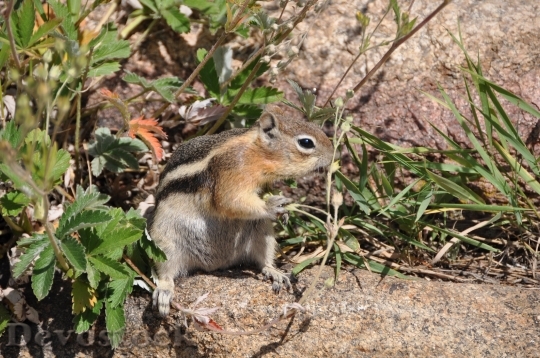 Devostock Squirrel Chipmunk Food Nature