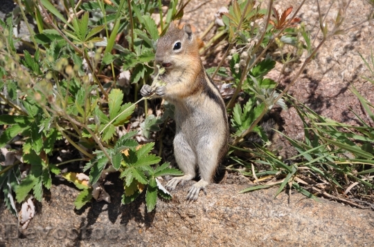 Devostock Squirrel Chipmunk Nature Cute