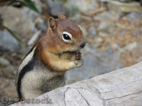Devostock Squirrel Chipmunk Nature Wildlife