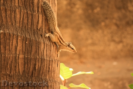 Devostock Squirrel Climbing Down Coconut
