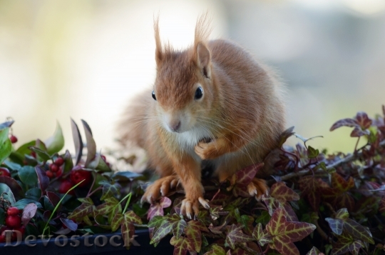 Devostock Squirrel Croissant Balcony Rodent