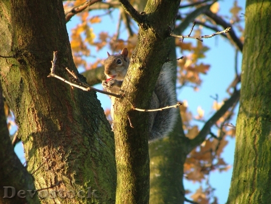 Devostock Squirrel Crunch Forest Nature