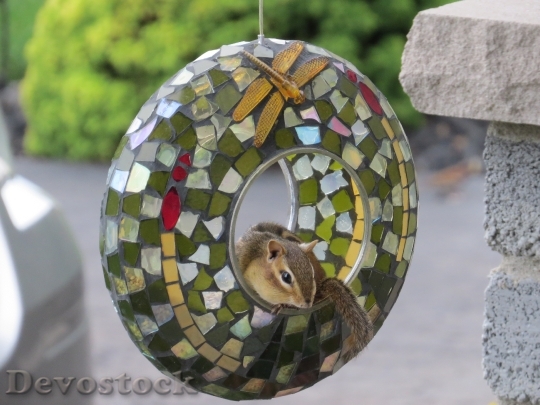 Devostock Squirrel Cute Animal Bird