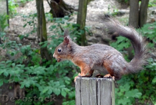 Devostock Squirrel Cute Animal Wildlife