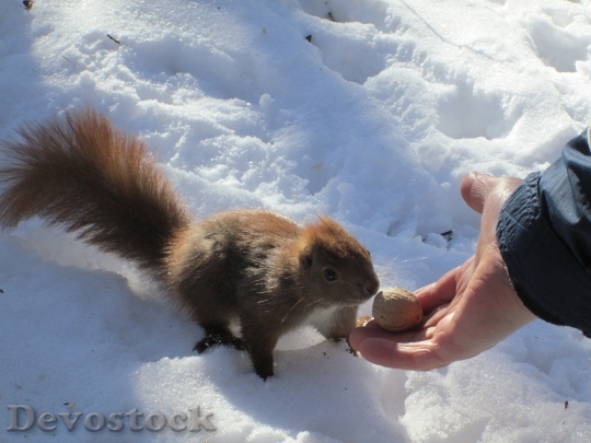 Devostock Squirrel Cute Animal Winter