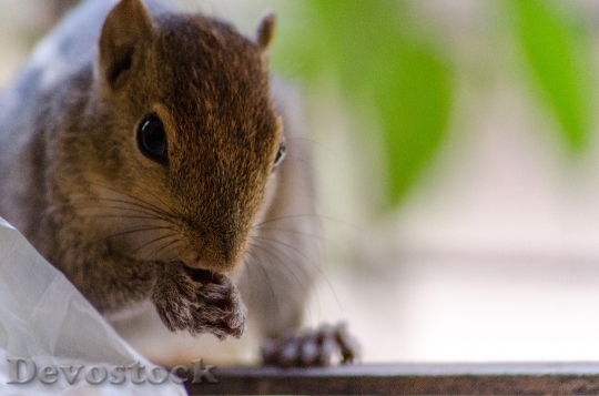 Devostock Squirrel Cute Face Mammal